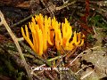 Calocera viscosa-amf364